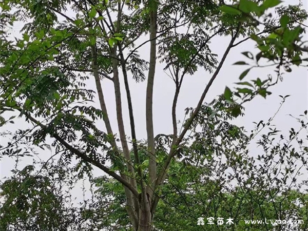 栾树的功效与作用