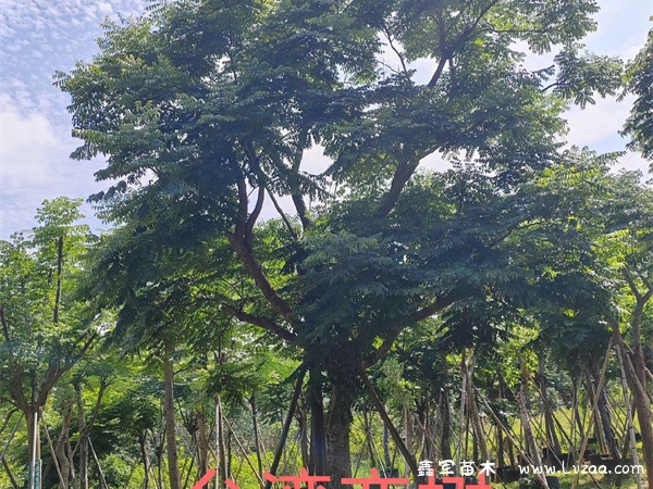 栾树花期多长时间?