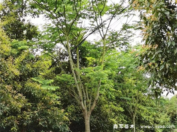 栾树几月份发芽?