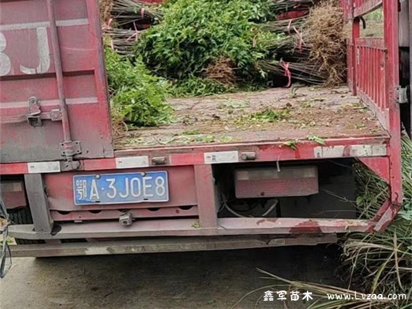 栾树开花时间