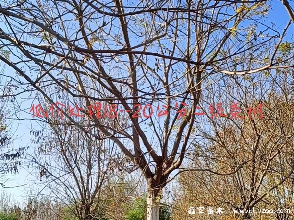 栾树是什么树?