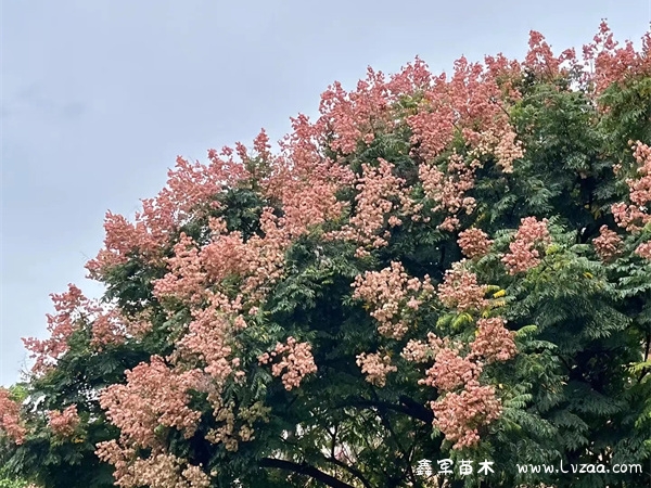 栾树适合种哪里?
