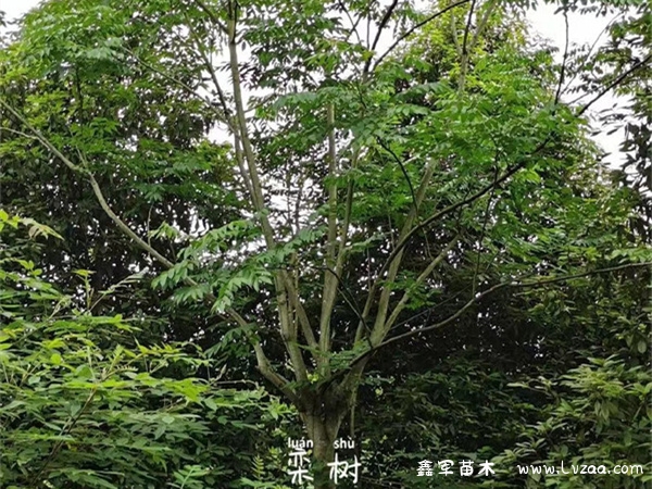 栾树适合种哪里?