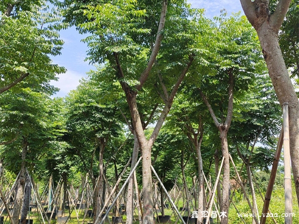 栾树下为什么有黏黏糊糊的现象?
