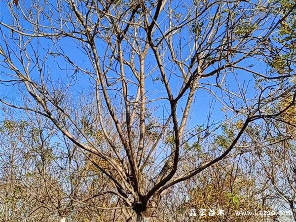 栾树长什么样子?