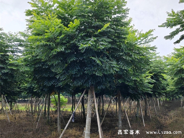 栾树种子的传播方式是什么?