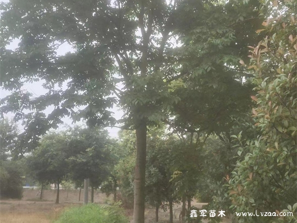 栾树种子的功效与作用