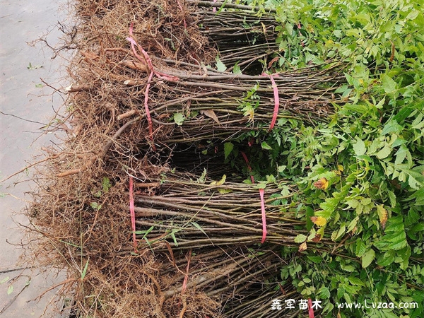 栾树种子什么时候播种最好?