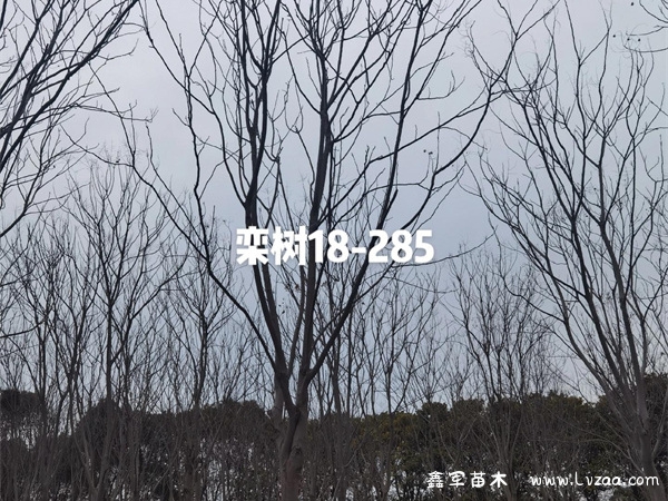 栾树种子是怎么传播的?