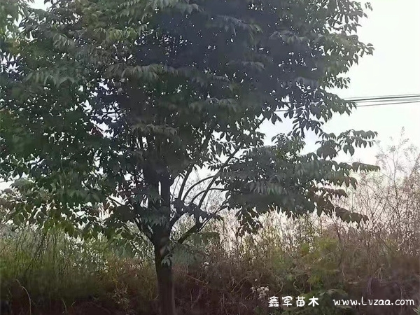 栾树种子脱粒方法