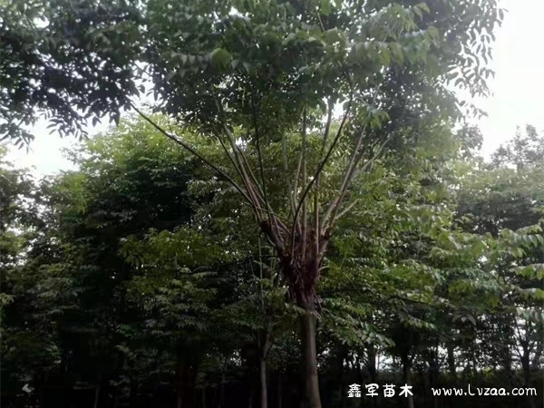 栾树种子外面的叫什么?