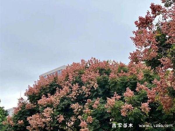 栾树种子有毒吗?