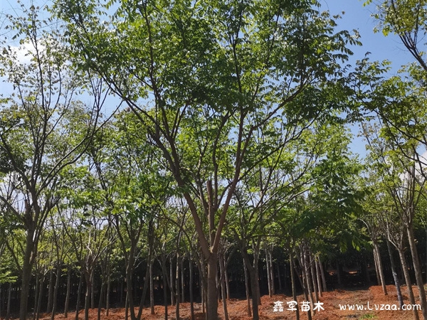 栾树种子怎么传播?