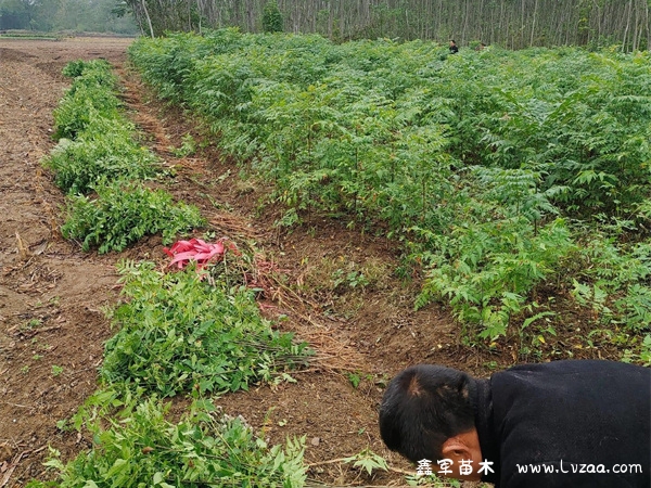 栾树种子种植方法