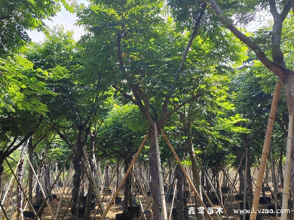 栾树的功效与作用