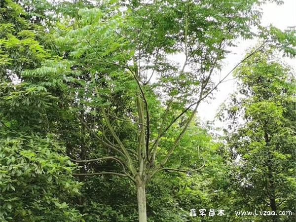 栾树开花时间