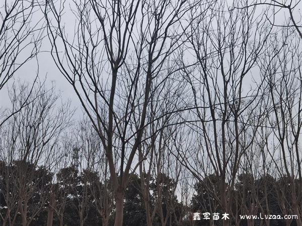 栾树的花期多长时间?
