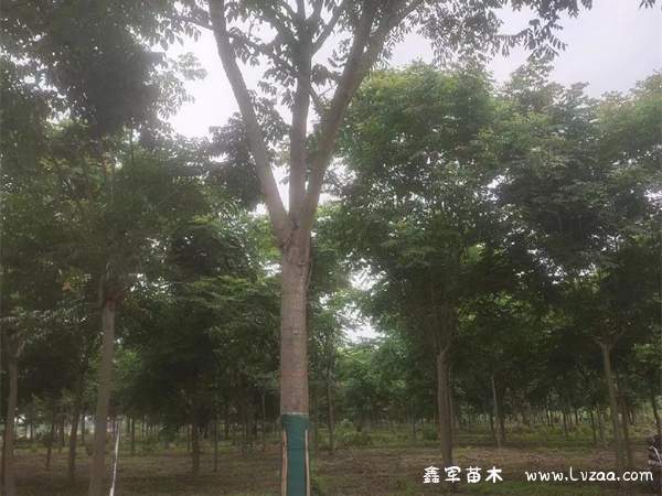 栾树是什么树?