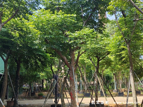 栾树长什么样子?