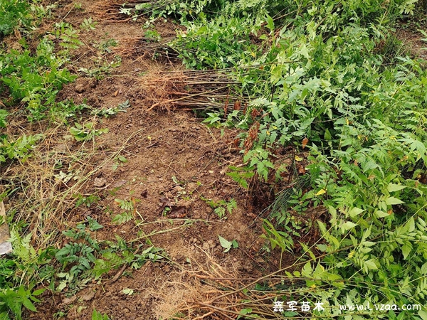 栾树长什么样子?