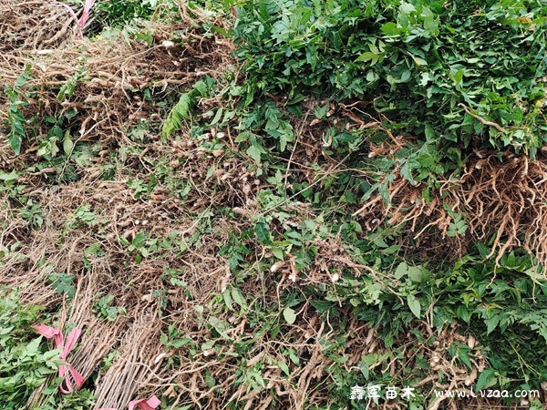 栾树适合种在门前吗?