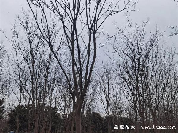栾树适合种哪里?