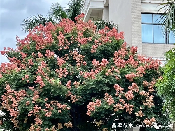 栾树下为什么有黏黏糊糊的现象?