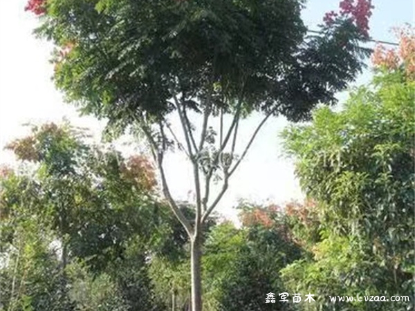 栾树下为什么有黏黏糊糊的现象?