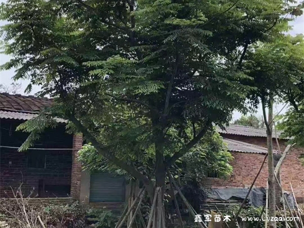 栾树几月份发芽?