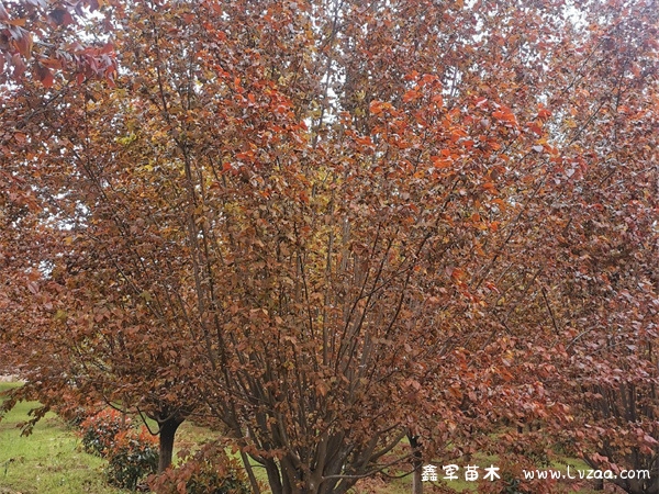 红叶李是樱花吗?