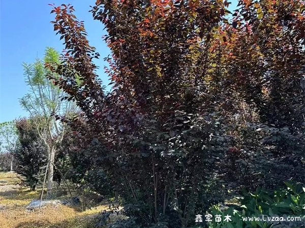紫叶李和红叶李有什么区别?
