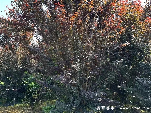 紫叶李和红叶李有什么区别?