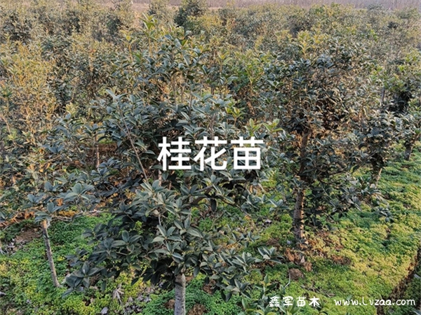 桂花苗怎么栽能活?