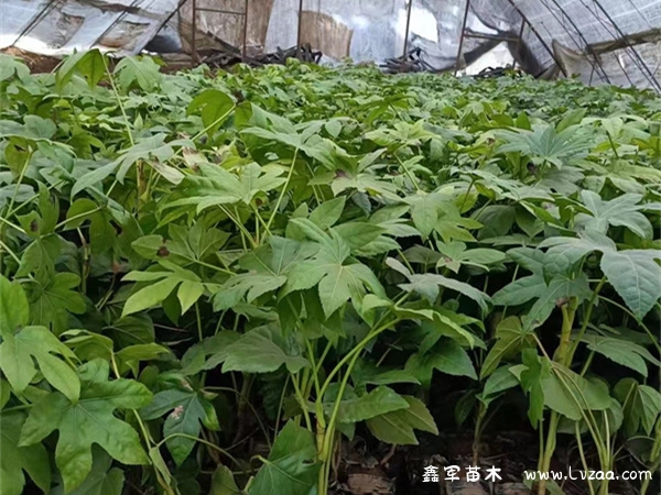 八角莲和八角金盘的区别