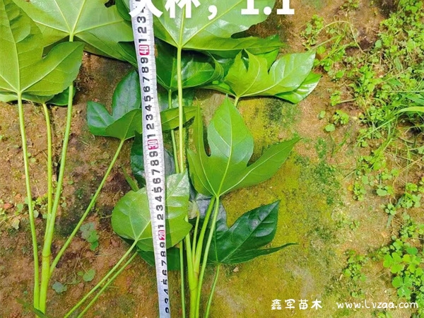 八角金盘移栽方法和移栽时间