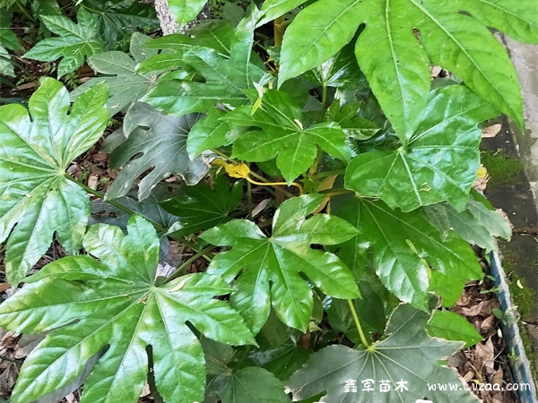 八角金盘移栽方法和移栽时间