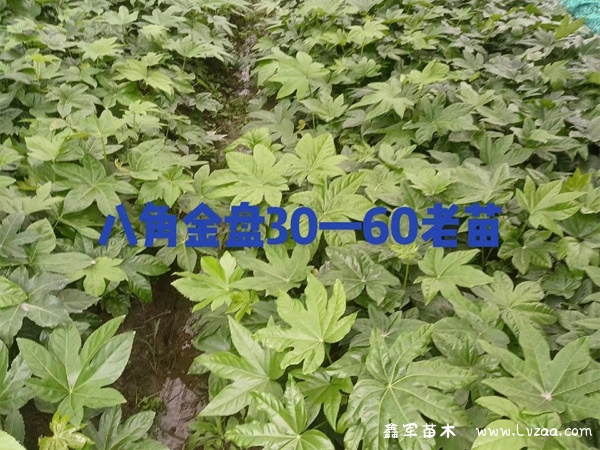 八角金盘水培几天能发芽?