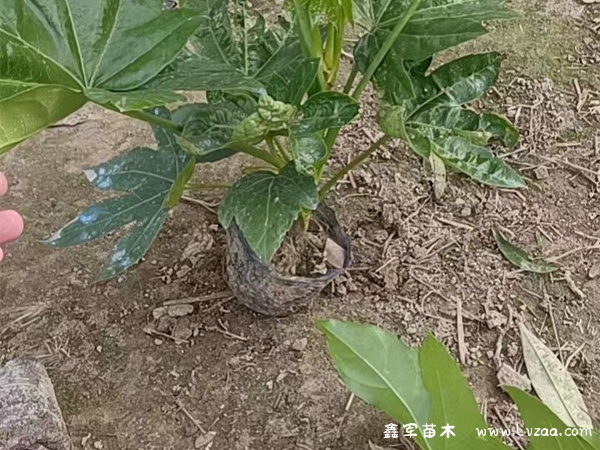 八角金盘是单叶还是复叶?