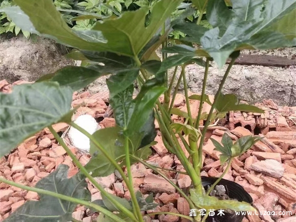 八角金盘耐寒多少度?