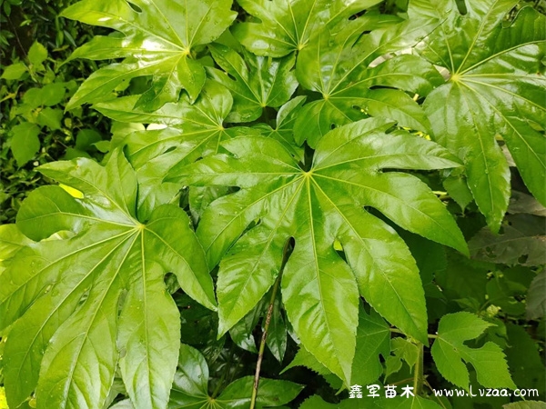 八角金盘耐寒多少度?
