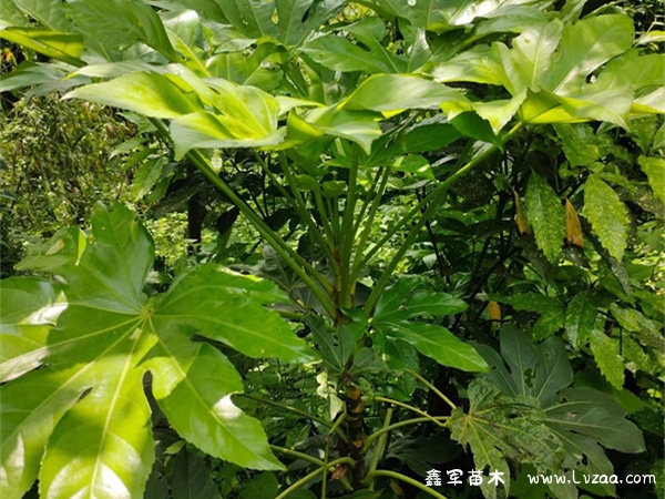 八角金盘可以在室内养吗?