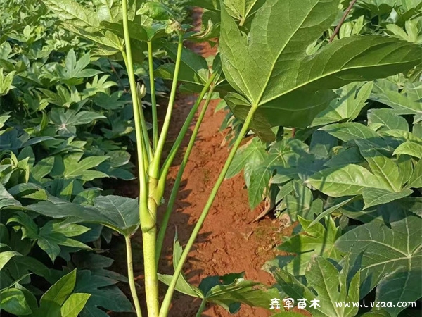 八角金盘可以在室内种植吗?