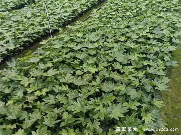 八角金盘可以在室内种植吗?