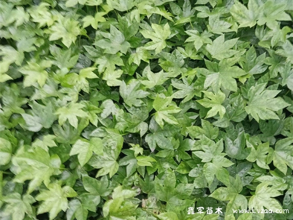八角金盘可以水培能放家里吗?