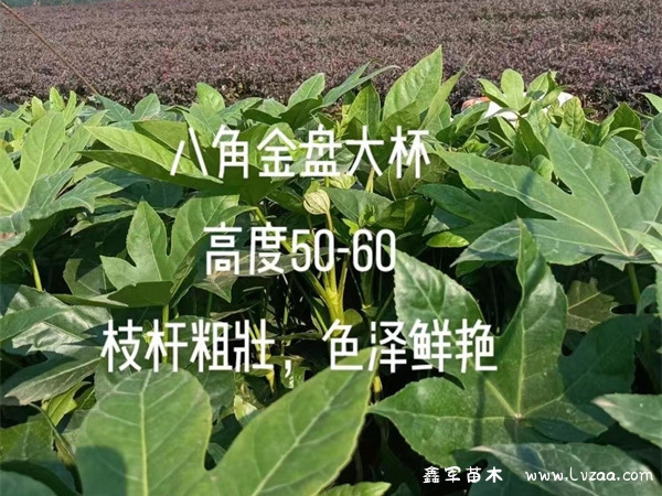 八角金盘可以水培吗?