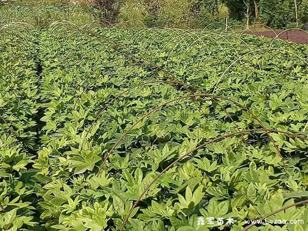 八角金盘可以水培吗?