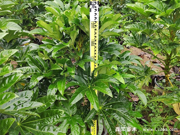 八角金盘可以水培吗?
