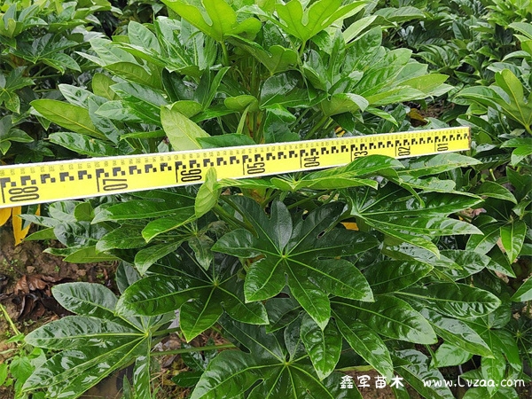 八角金盘开花吗?