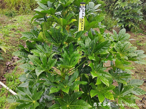 八角金盘开花吗?