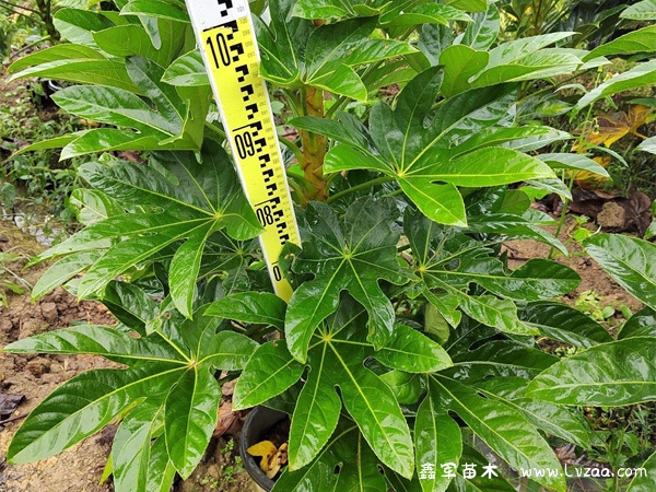 八角金盘剪枝可以水培吗?